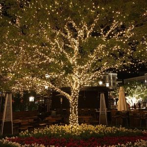 Гирлянды и растения — как безопасно декорировать живые деревья и кустарники