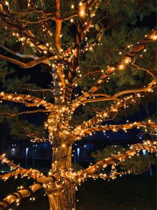 Гирлянды и растения — как безопасно декорировать живые деревья и кустарники